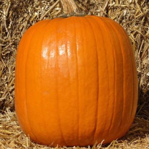 Dovleac Halloween Howden (2 g) seminte dovleac mare, portocaliu, coaja neteda, uniforma, perfect pentru sculptat, Prima Sementi - Img 2