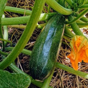 Dovlecei Black Beauty (4 g) seminte soi italian zucchini verde inchis, crocant, Kertimag