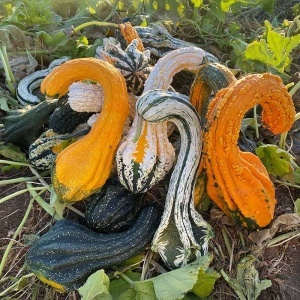Dovlecei ornamentali Autumn Wings (1 g) seminte Cucurbita pepo, tartacute spectaculoase decorative, culori bogate, Legutko