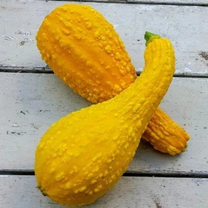 Dovlecel Yellow Crookneck (1 g) seminte dovlecei galben intens si forma interesanta, miez gustos, fin, untos, Legutko - Img 3