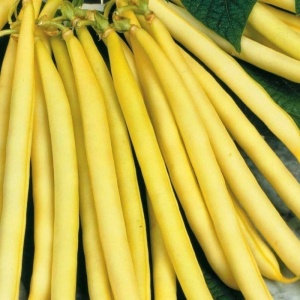 Fasole Corona d'Oro (10 g) seminte fasole urcatoare, pastai fideluta galben-aurii fara ate, Prima Sementi - Img 2
