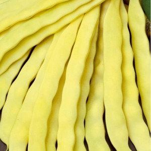 Fasole Meraviglia di Venezia (1 kg), seminte soi timpuriu, fasole urcatoare galbena lata, productiva, Agrosem