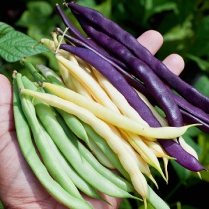 Fasole pitica amestec - Mieszanka Odmian (40 g) seminte fasole pitica fideluta diverse culori de pastai si boabe, Legutko