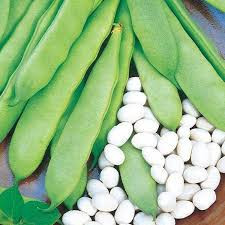 Fasole pitica Coco Nain Blanc Precoce (500 g), seminte soi fasole oloaga verde lata, Patru Agro