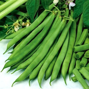 Fasole Saxa (80 g) seminte fasole pitica, pastai verzi, fragede, soi rezistent la boli, Opal