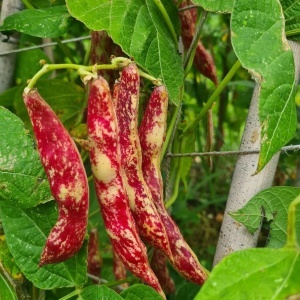 Fasole Stregonta (100 g) seminte fasole pestrita pitica, pastai si boabe tarcate mari, crem cu rosu-visiniu, Agrosem - Img 2