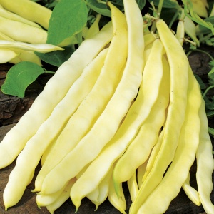 Fasole urcatoare Goliat (40 g) seminte fasole productiva cu pastai late foarte lungi, galbene, fara ate, Opal - Img 2