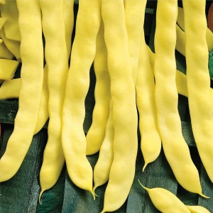 Fasole urcatoare Goliat (80 g) seminte fasole productiva cu pastai late foarte lungi, galbene, fara ate, Opal