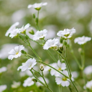 Floarea Miresei anuala alba (2 g), seminte planta ornamentala anuala Gypsophila elegans, flori mici, albe, delicate, Kertimag - Img 3