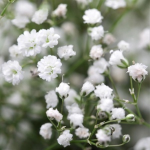 Floarea Miresei perena alba - Gipsowka Wiechowata (1 g) seminte Gypsophila paniculata, flori delicate, albe, Legutko - Img 3