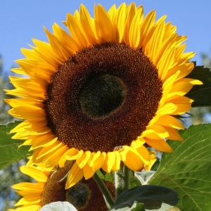 Floarea Soarelui Amor mix (3 g) seminte Helianthus annuus, flori mari cu petale galbene si centrul intunecat, Legutko