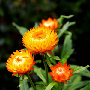 Flori de Pai portocalii (0,15 g), seminte plante ornamentale Helichrysum bracteatum, imortele portocalii, Agrosem - Img 2