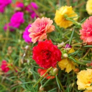 Flori de piatra duble mix (0,1 g) seminte Portulaca grandiflora, flori batute extrem de colorate, Mefim Agro - Img 3