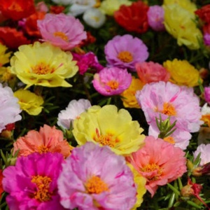 Flori de piatra simple amestec (0,5 g) seminte Portulaca grandiflora, flori semi-batute culori stralucitoare, Kertimag - Img 2