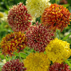Fluturei dubli mix (0,3 g), seminte planta ornamentala anuala Gaillardia pulchella, flori duble, viu colorate, Agrosem