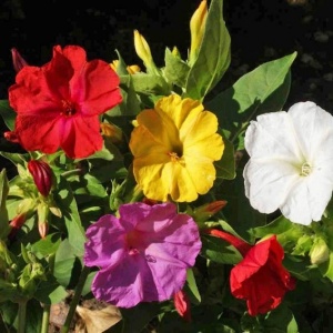 Frumoasa Noptii mix - Dziwaczek (2 g) seminte Mirabilis jalapa, Noptite cu flori colorate parfumate, Legutko