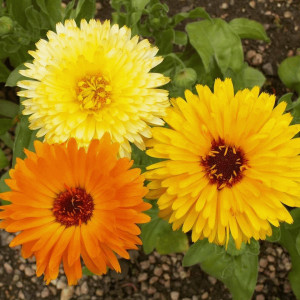 Galbenele medicinale amestec de culori (1 g), seminte Calendula officinalis, plante medicinale benefice pentru sanatate, Kertimag - Img 2