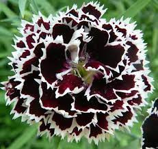Garoafe Chinezesti black-white (0,05 g), seminte planta ornamentala garofite chinezesti Dianthus chinensis, flori bicolore negru-alb, Agrosem