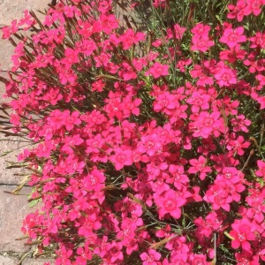 Garofite de Munte Maiden Pink - Gozdzik Kropkowany (0,3 g) seminte Dianthus deltoides cu flori mici roz intens, formeaza covoare dense de flori, Legutko
