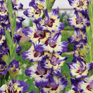 Gladiola Circus Club (7 bulbi), bulbi gladiole flori mari, petale gofrate tricolore, mov, crem, alb, Agrosem