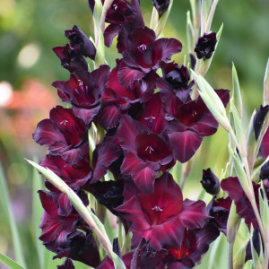 Gladiola Espresso (7 bulbi), bulbi gladiole flori mari, petale gofrate, aspect catifelat, colorate rosu-visiniu inchis, Agrosem