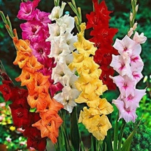 Gladiola mixed (7 bulbi) bulbi gladiole flori mari, amestec de culori, Agrosem