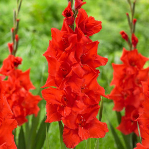 Gladiola Oscar (7 bulbi), bulbi gladiole flori mari, petale gofrate, culoare rosie intensa, Agrosem