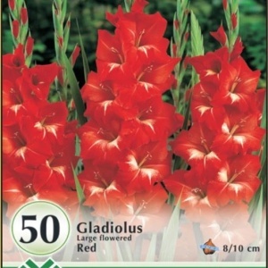 Gladiola Red pachet mare (50 bulbi) gladiole flori mari, culoare rosu aprins, Kertimag - Img 3