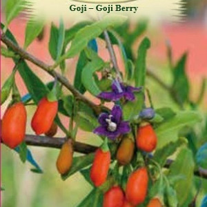Goji Berry (10 seminte), seminte arbust peren Lycium barbarum, fructe comestibile, benefice pentru sanatate, Agrosem - Img 2