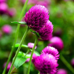 Gomfrena violet (0,15 g), seminte planta ornamentala anuala Gomphrena globosa, flori globulare, colorate, pentru uscat, Agrosem - Img 1