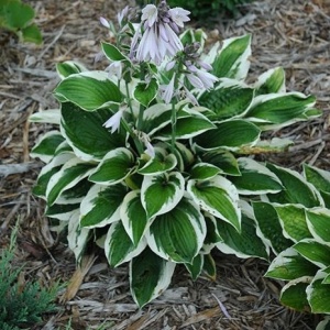 Hosta green & white (1 bulb) bulbi Hosta cu frunze bicolore verde cu alb, flori delicate, Agrosem - Img 4