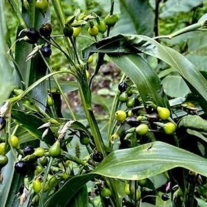 Planta Lacrima lui Iov în grădină