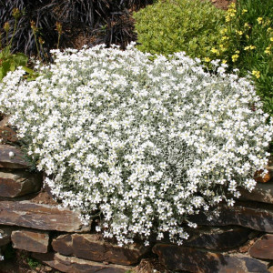 Lana Caprelor, seminte Cerastium tomentosum, planta ornamentala alba acoperitoare de sol, Kertimag - Img 2