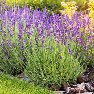 Lavanda (0,2 g), seminte planta aromatica medicinala perena Lavandula spica, levantica parfumata, Mefim Agro - Img 2