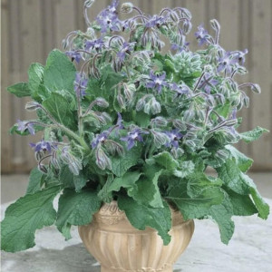 Limba mielului (1 g), seminte planta aromatica medicinala anuala Borago officinalis, frunze si flori pentru salate, Kertimag - Img 2