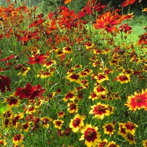 Lipscanoaie - Nachylek Dwubarwny (0,5 g) seminte Coreopsis tinctoria pitica, flori in nuante de galben-auriu si maro-roscat, Legutko - Img 3