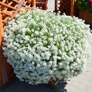 Lobularia alba (1 g), seminte plante ornamentale Lobularia maritima, Alyssum alb, Kertimag