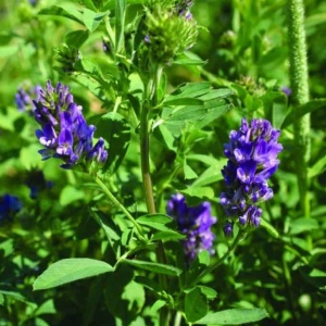 Lucerna Gea super mix Rhizobium (1 kg) seminte lucerna foarte productiva, rezistenta la ger, plante viguroase, Agrosem