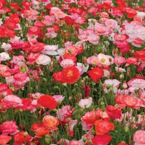 Maci Shirley - Mak Polny (1 g) seminte Papaver rhoeas cu flori simple si duble, diverse culori, Legutko - Img 6