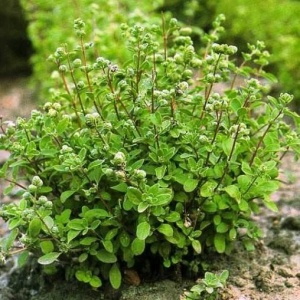 Magheran (0,5 g) seminte planta aromatica Majorana hortensis, maghiran foarte aromat, Kertimag