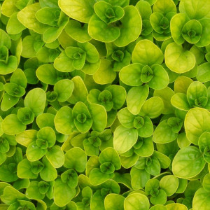 Maghiran (0,5 g), seminte planta aromatica perena Majorana hortensis,, Mefim Agro - Img 1