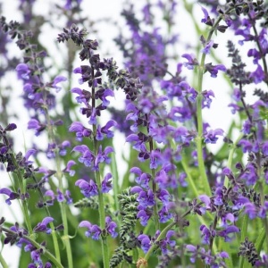 Maghiran Moldovenesc - Pszczelnik Moldawski (1 g) seminte Dracocephalum moldavica, Mataciune, planta medicinala, aromatica, melifera, Legutko