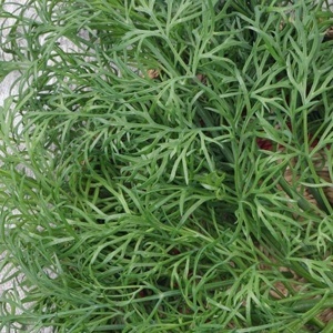 Marar Moravan (5 g) seminte planta aromatica soi profesional rezistent la inflorire, frunze dese, aroma intensa, Kertimag