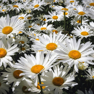 Margarete albe (0,15 g), seminte planta ornamentala Chrysantemum leucanthemum, Agrosem