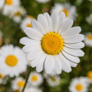 Margarete albe (0,25 g), seminte planta ornamentala Leucanthemum maximum, Kertimag - Img 3