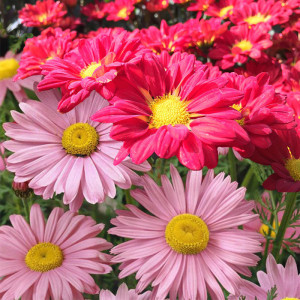 Margarete amestec de culori (0,25 g), semințe plantă ornamentală Chrysantemum coccineum, Kertimag