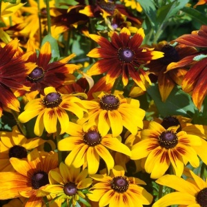 Marita-ma Mama - Rudbeckia (1 g), seminte Rudbeckia hirta, flori combinatii galben, caramiziu, grena, Kertimag