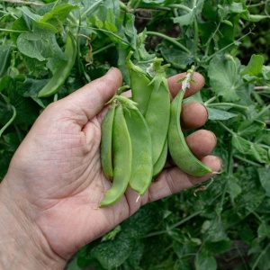 Mazare Oregon Sugar Pod (50 g) seminte mazare dulce de gradina, pastai dulci, comestibile, Kertimag - Img 2