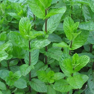 Menta (0,2 g), seminte planta aromatica medicinala perena Mentha piperita, izma buna, Kertimag - Img 2
