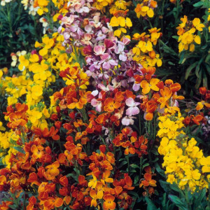 Micsunele galbene (1 g) seminte planta ornamentala bienala Cheiranthus cheiri, flori galben-ruginii parfumate, Kertimag